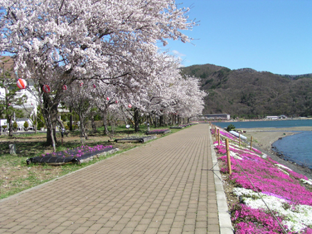 富士・河口湖さくら祭り(2019年4月6日～14日)